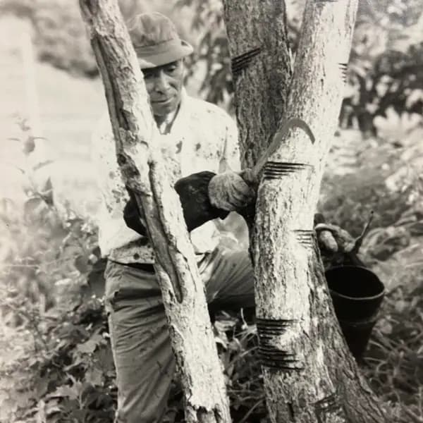Japanese Lacquer trees in need of a scraping sickle